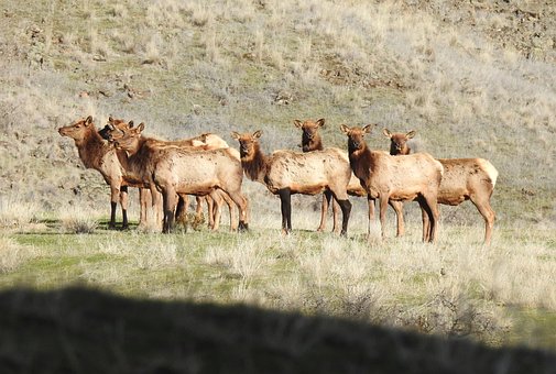 Free Elk Animal photo and picture