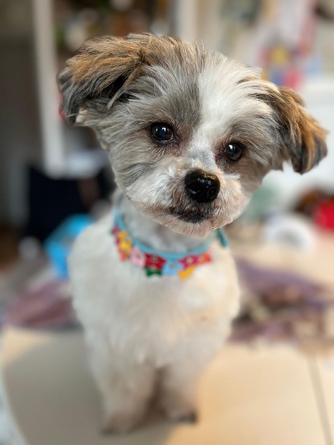 Free Dog Pet illustration and picture