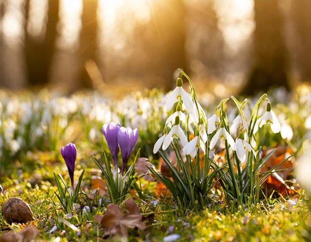 Free ai generated flowers crocuses illustration