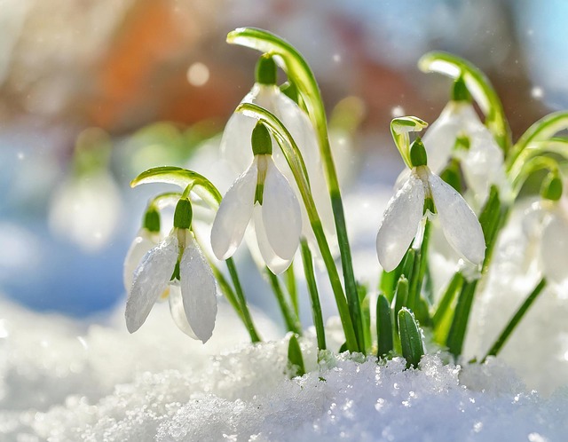 Snowdrop Flowers Plant - Free photo on Pixabay - Pixabay