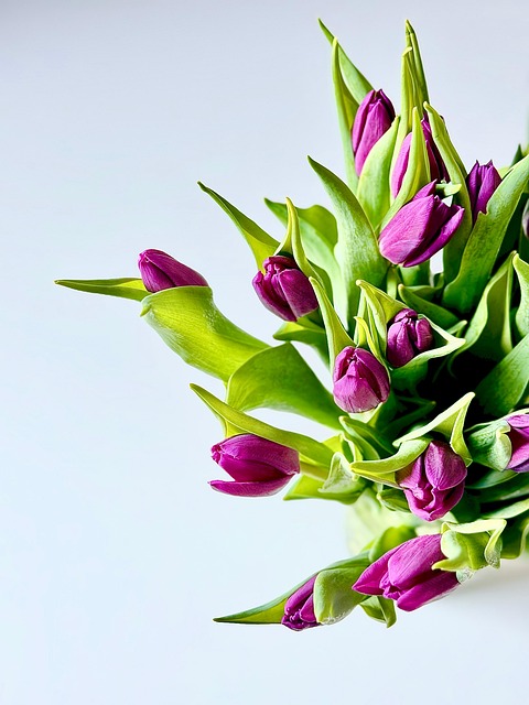 Tulpen, Blumen, Pflanze, Blütenblätter