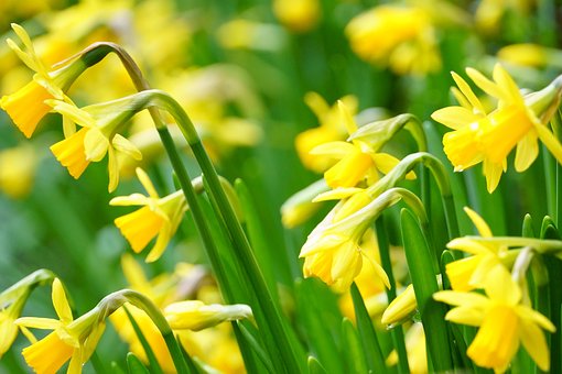 Gelb, Blumen, Narzissen, Ostern