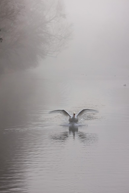 Cisne, Pájaro, Naturaleza, Canal