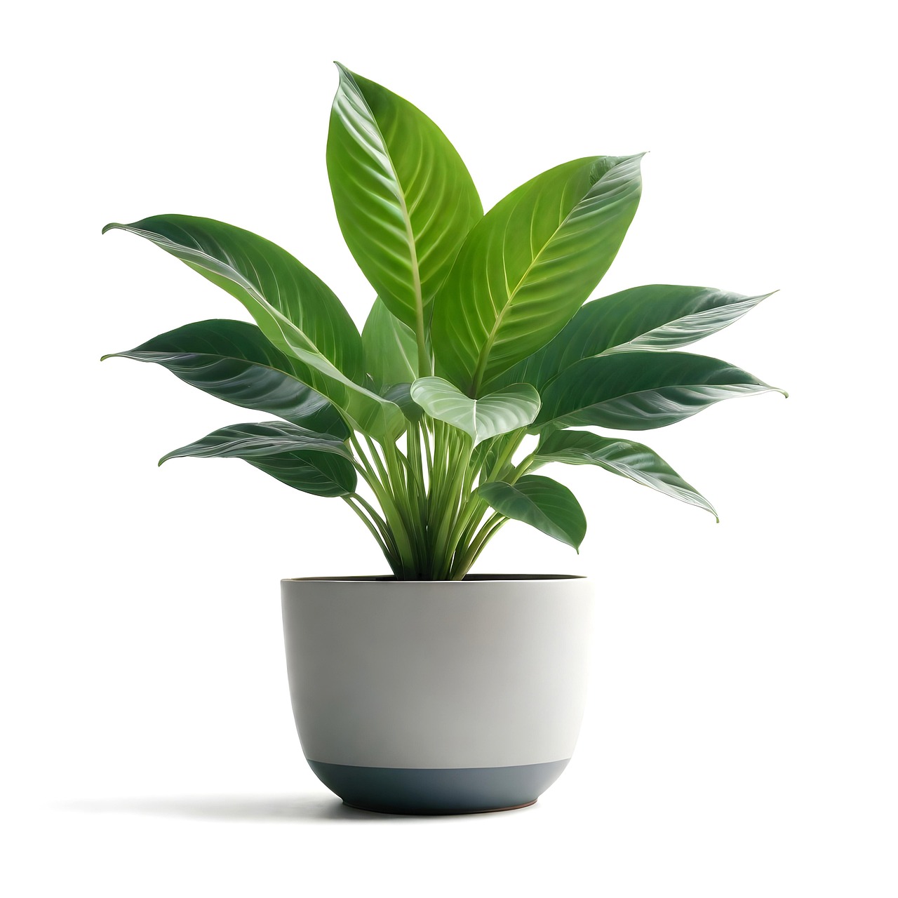 High Quality Pot Plant Images For Home Office Decor