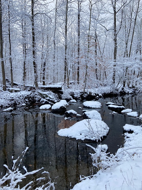 Neve, Riacho, Inverno, Floresta