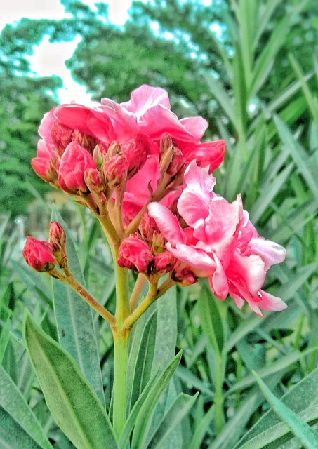 Free Oleander Flower photo and picture