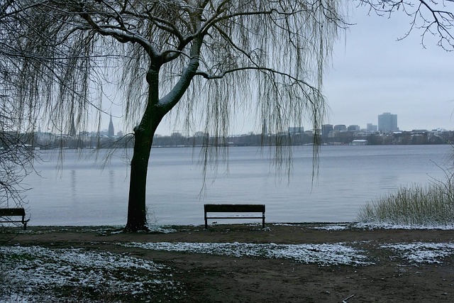 Free Tree Lake photo and picture