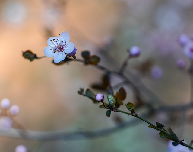 Forår, Blomster, Kronblade, Bokeh
