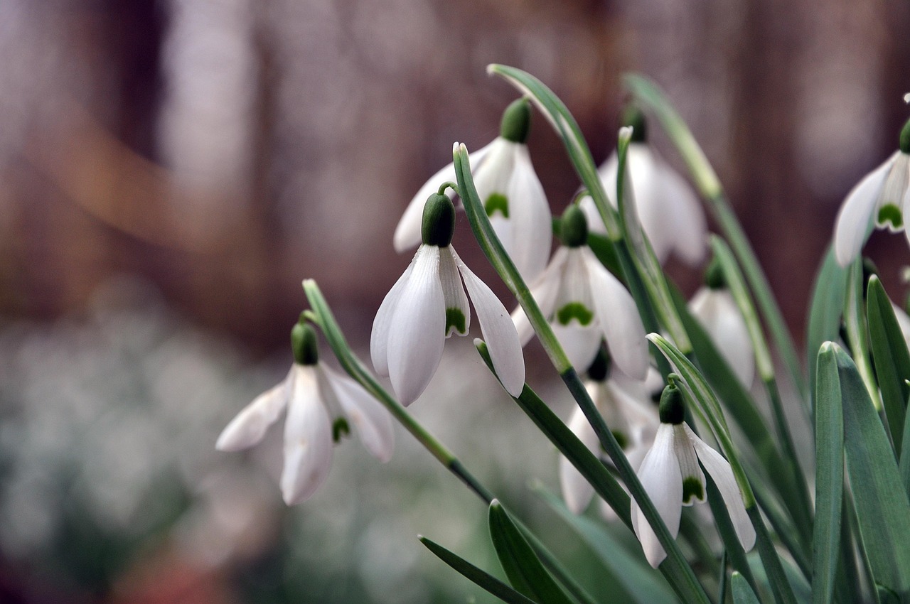 snowdrops-8615172_1280.jpg