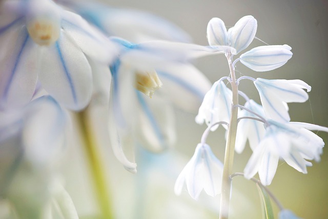 Free Bluebell Spring photo and picture