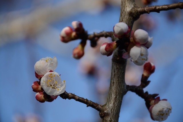 Abrikos, Træ, Blomstre, Natur, Forår