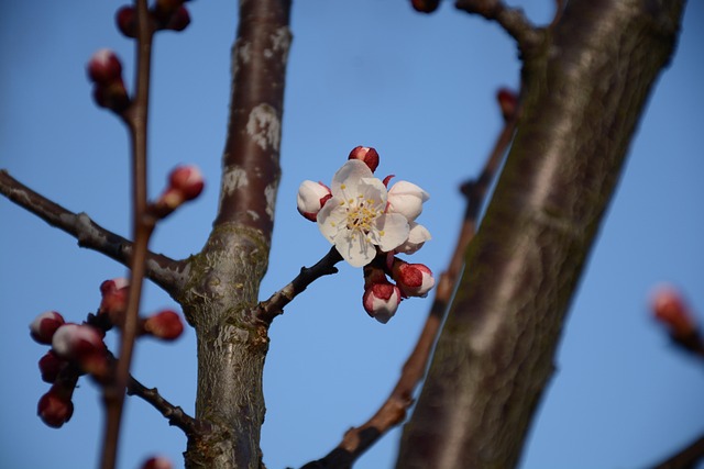 Abrikos, Blomstre, Forår, Natur