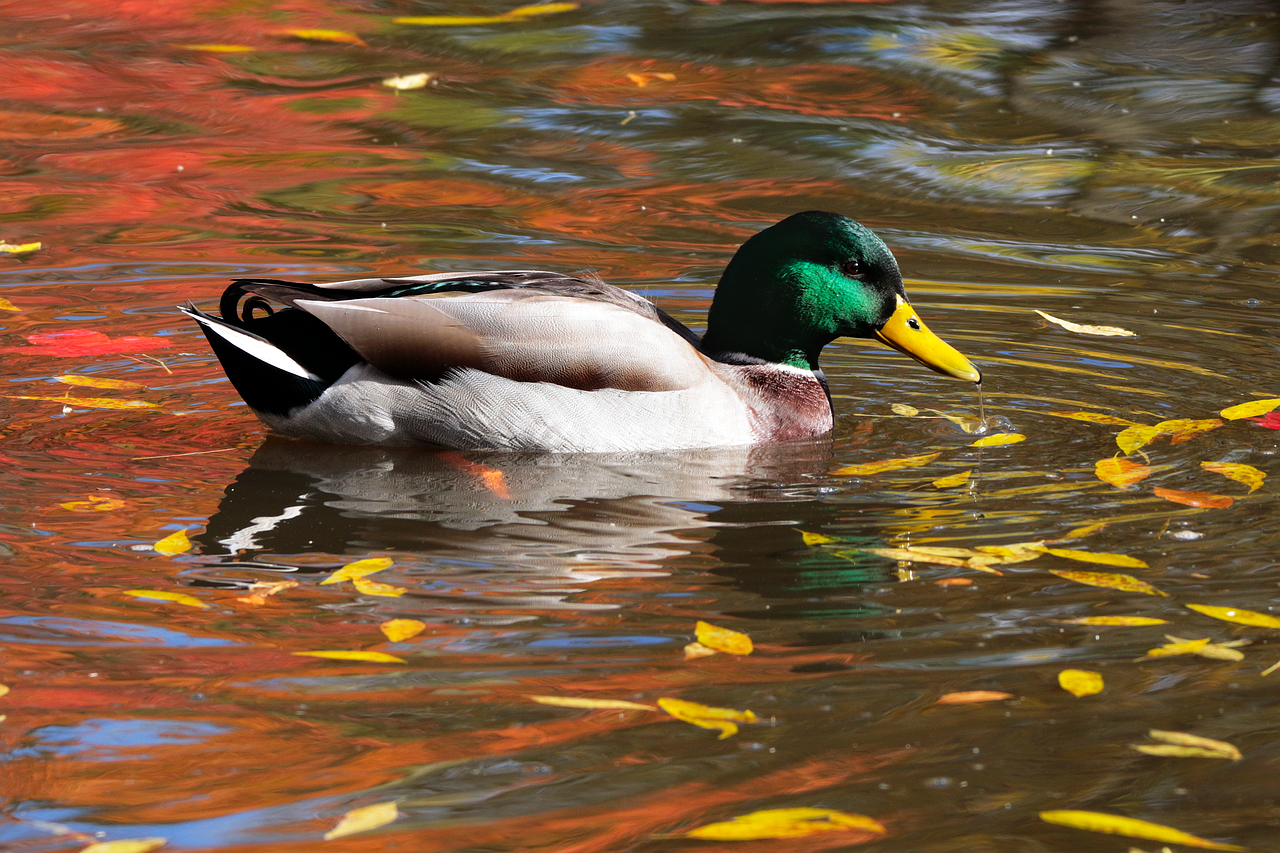Oiseau. Canard Colvert Drake En Vol Image stock - Image du marécages