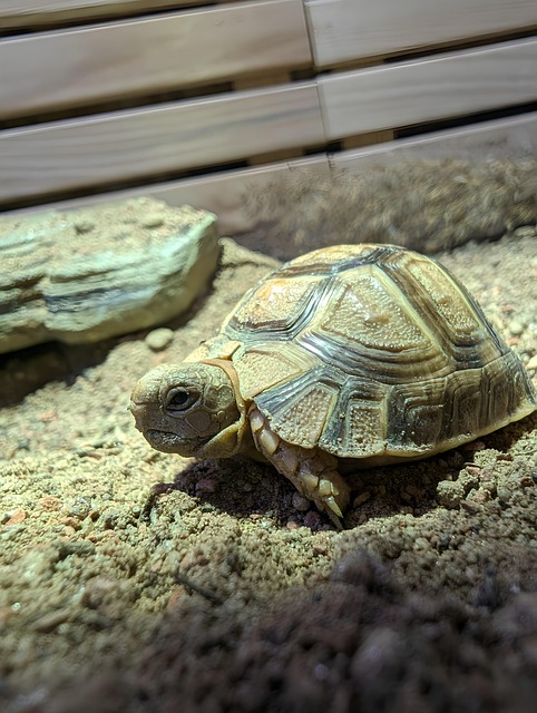 Free Testudo Kleinmanni Tortoise photo and picture