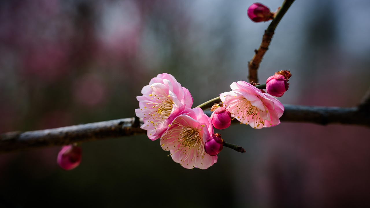 Rosado Flores Botones Florales - Foto gratis en Pixabay - Pixabay