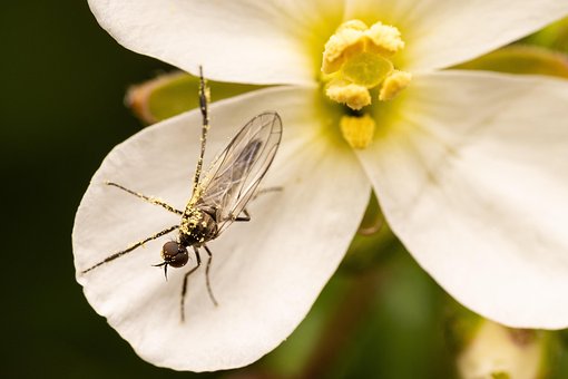 Free Ant Insect photo and picture