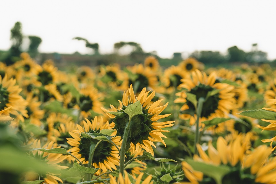 Sunflower Flower Nature - Free photo on Pixabay - Pixabay
