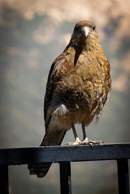 Free Bird Nature photo and picture