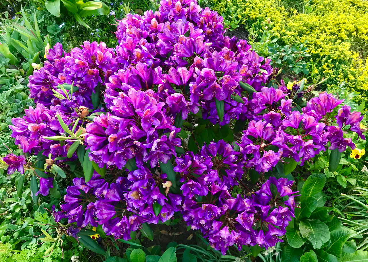 Rhododendron La Nature Le - Photo gratuite sur Pixabay - Pixabay
