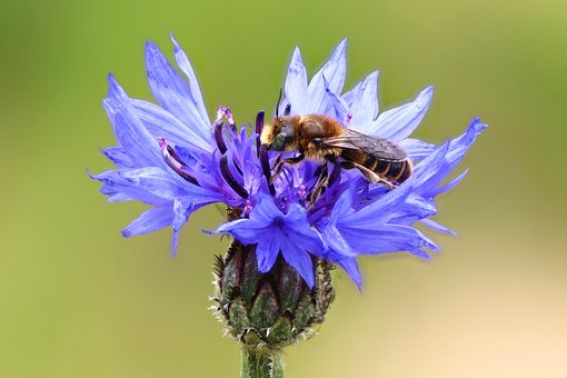 Free Bee Insect photo and picture