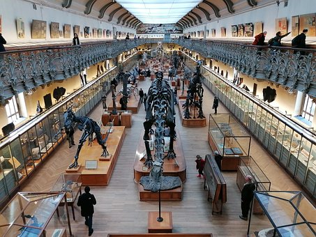 Dinosaurier, Museum, Paris