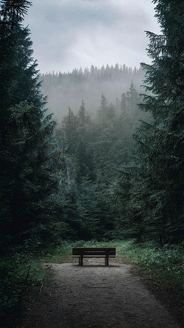 Free forest nature tree illustration