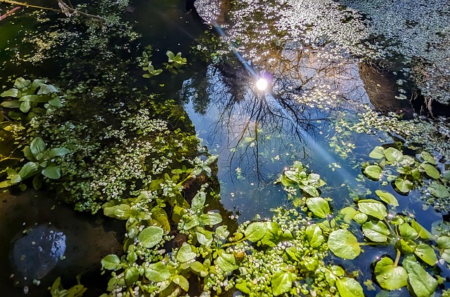 Free Water Reflection photo and picture
