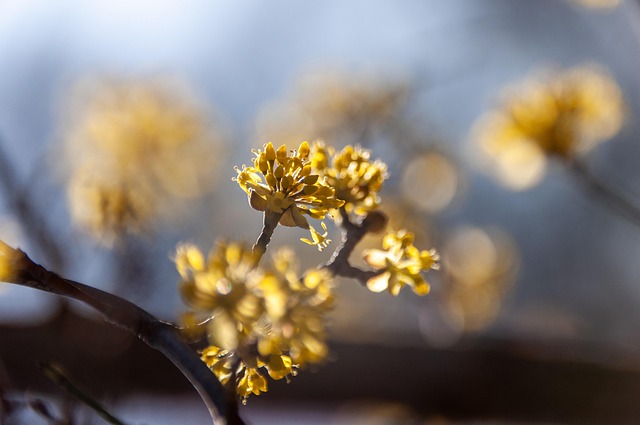 Plante, Lys, Forår, Smukke Blomster