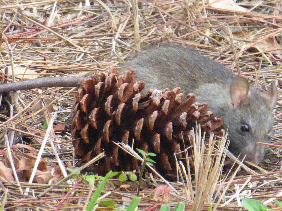 Rat Pine Cone Grey Free photo on Pixabay Pixabay