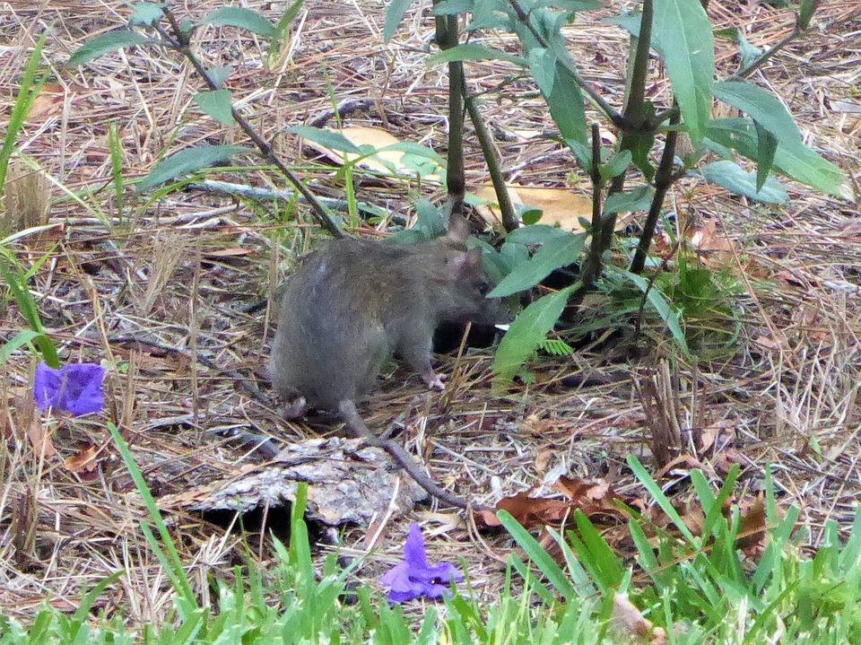 Rat Sur Le Terrain Feuilles - Photo gratuite sur Pixabay - Pixabay