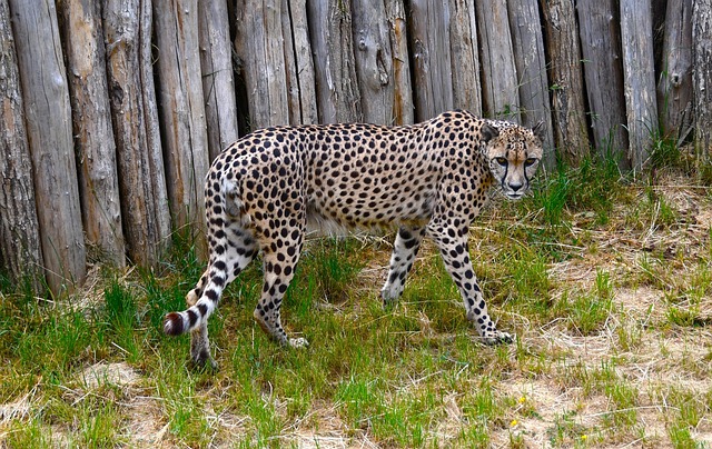 Free Cheetah Predator photo and picture