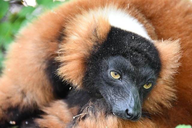 Free Lemur Roux photo and picture