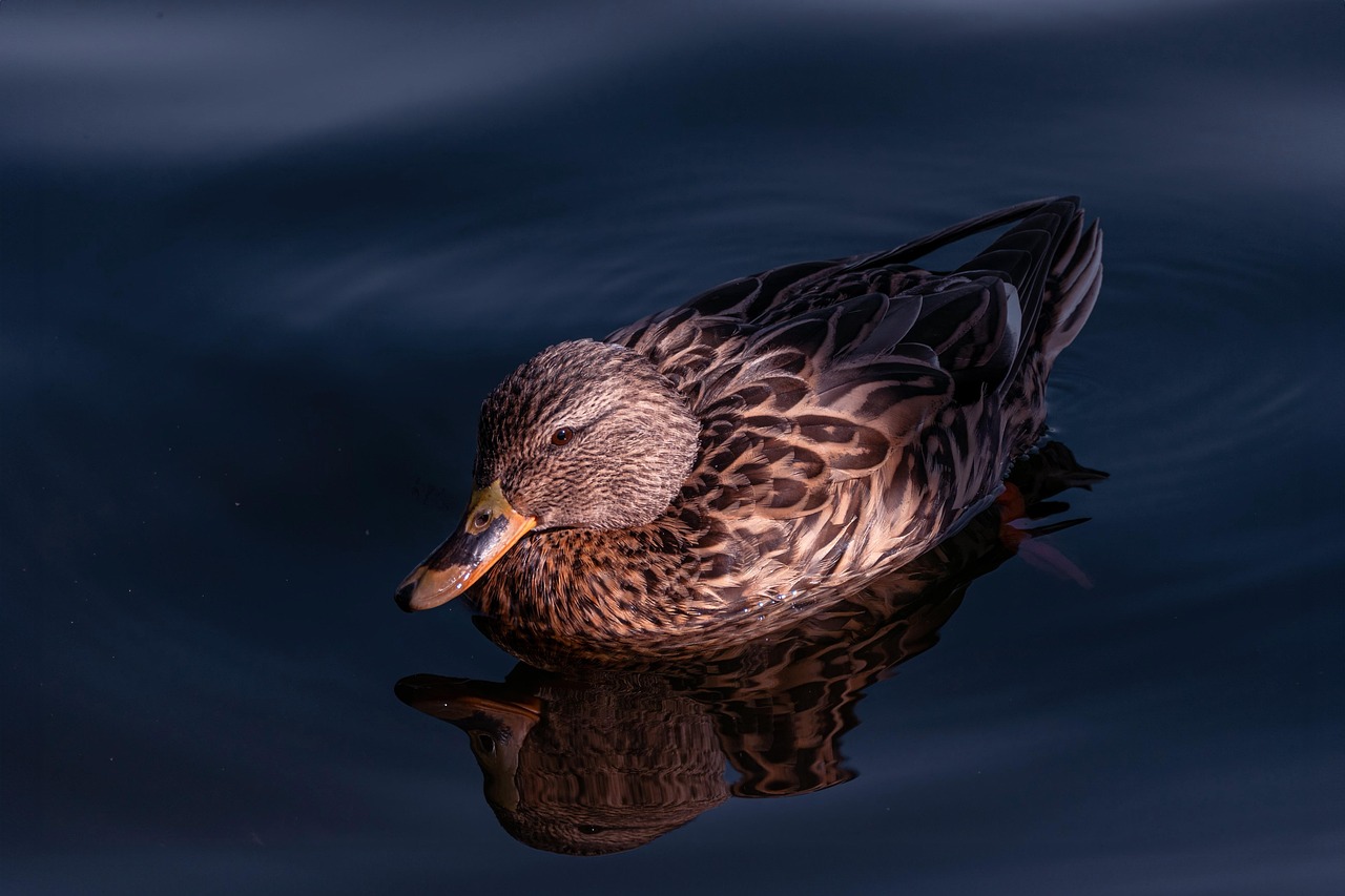 Duck - free online jigsaw puzzle photo