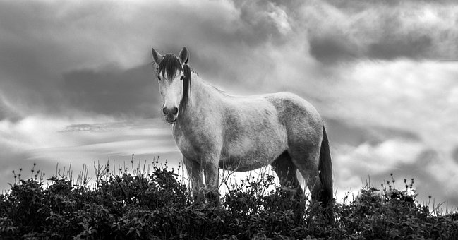 Free Horse Animal photo and picture