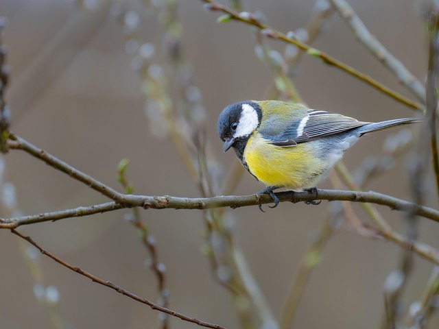 Free Great Tit Bird photo and picture