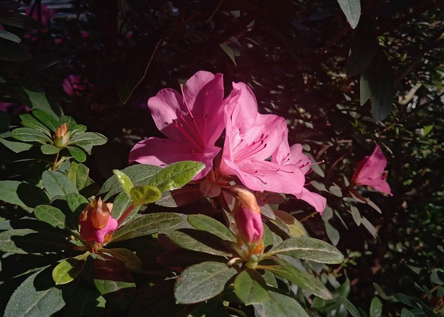 Azalea Flowers Pink - Free photo on Pixabay - Pixabay