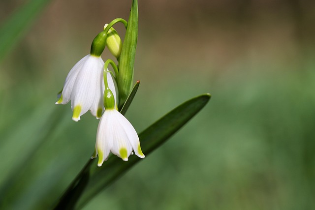Free Märzenbecher Fruehlingsknotenblume photo and picture