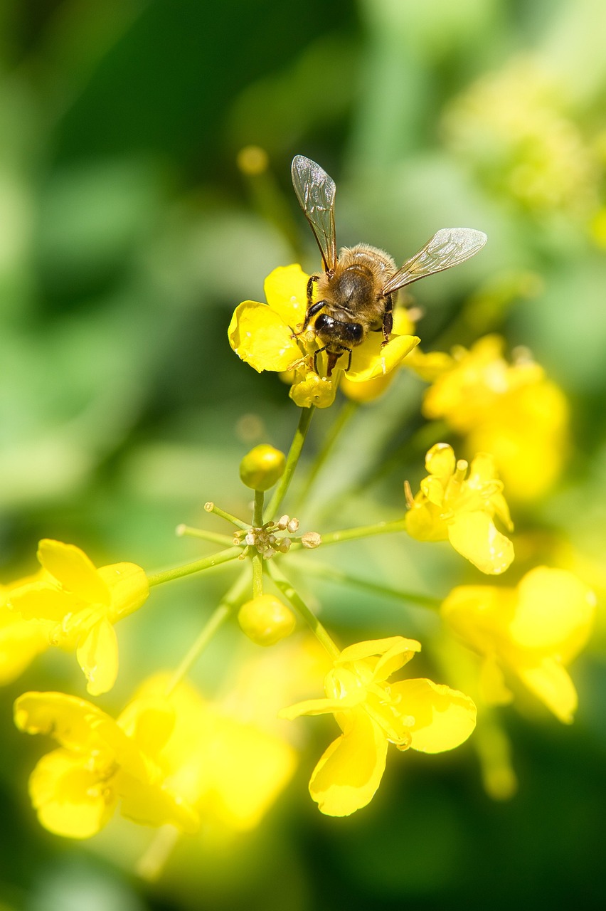 Rape Blossom Honey Bee Pollination - Free photo on Pixabay - Pixabay