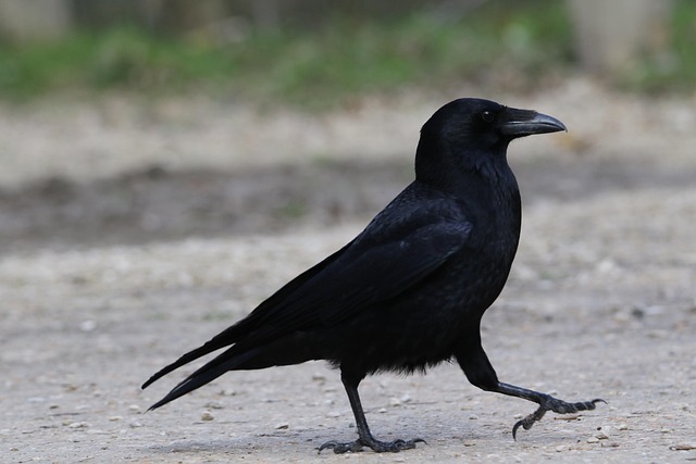 Free Carrion Crow Animal photo and picture