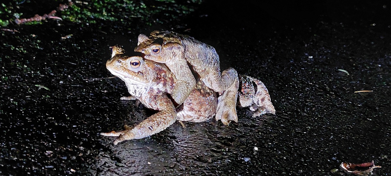 Frog Pair Frogs Nature - Free photo on Pixabay