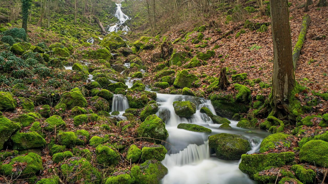 숲 자연 풍경 - Pixabay의 무료 사진 - Pixabay