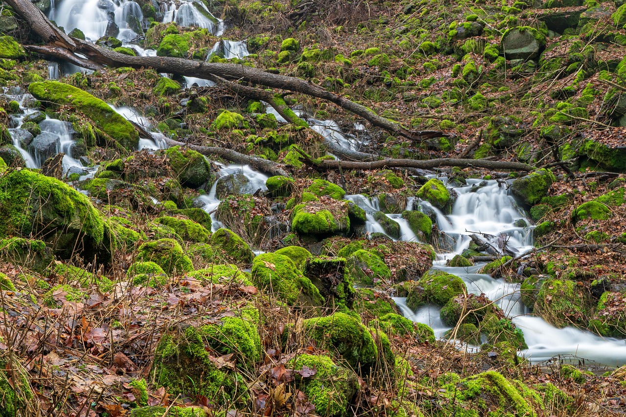 자연 숲 풍경 - Pixabay의 무료 사진 - Pixabay