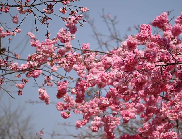 Free Cherry Blossom Spring photo and picture