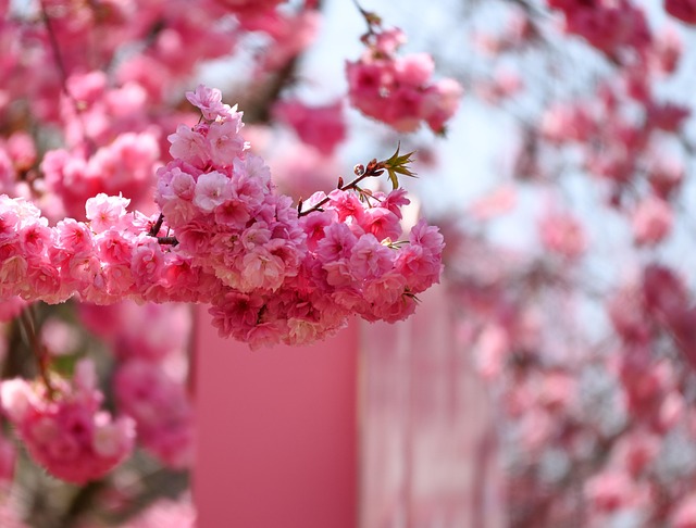 Free Cherry Blossom Spring photo and picture