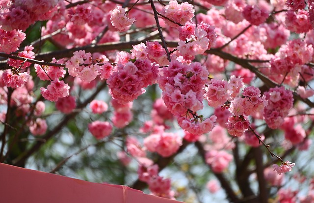 Free Cherry Blossom Spring photo and picture