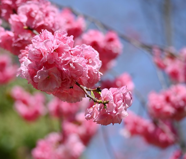 Free Cherry Blossom Spring photo and picture