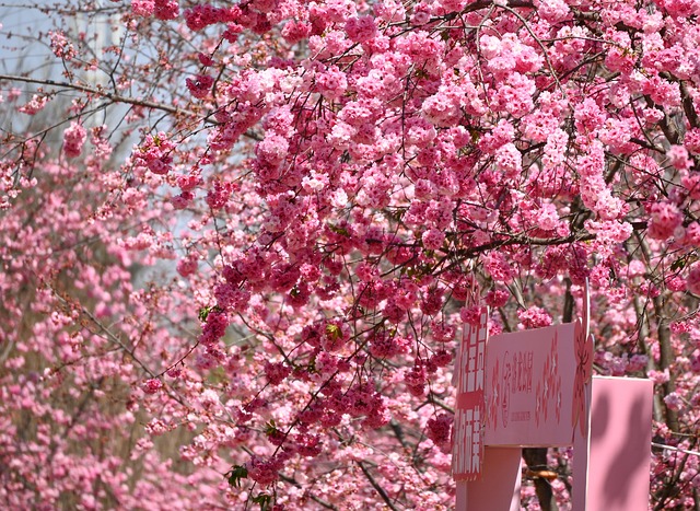 Free Cherry Blossom Spring photo and picture