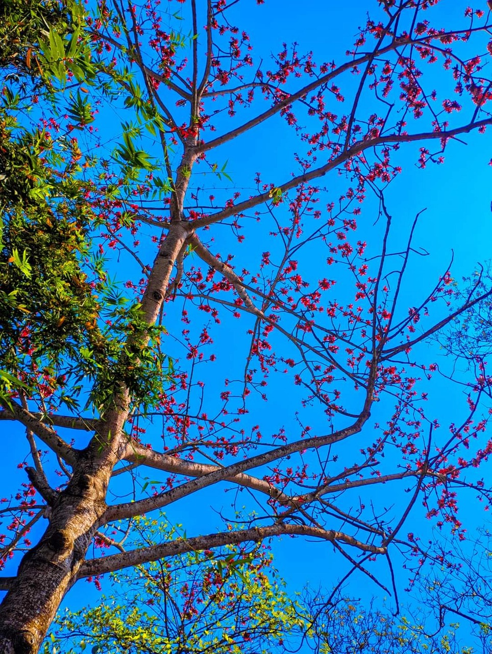 冬天 石木树 树 - Pixabay上的免费照片 - Pixabay