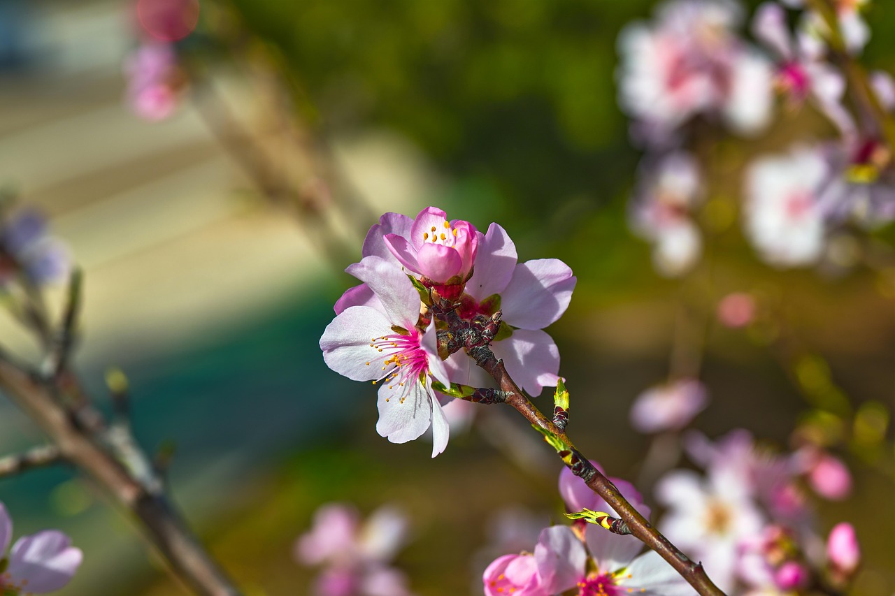 花 杏仁树 植物群 - Pixabay上的免费照片 - Pixabay