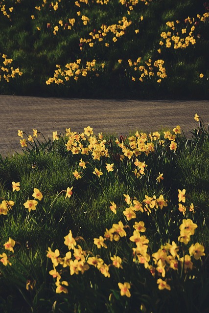 Free Daffodils Flowers photo and picture